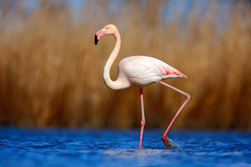 Greater Flamingo, Phoenicopterus ruber, beautiful pink big bird in dark blue water, with evening sun, reed in the background, animal in the nature habitat, Camargue, France  