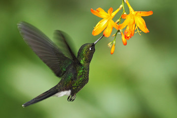 Hummingbird Tourmaline Sunangel eating nectar from beautiful yellow flower in Ecuador
