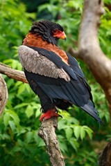 Naklejka premium Bateleur Eagle, Terathopius ecaudatus, brown and black bird of prey in the nature habitat, sitting on the branch, Kenya, Africa