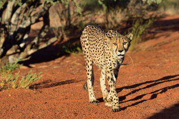 Africa. Namibia. Cheetah
