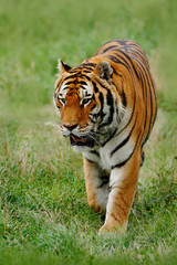 Fototapeta na wymiar Beast of prey Amur or Siberian Tiger, Panthera tigris altaica, walking in the grass