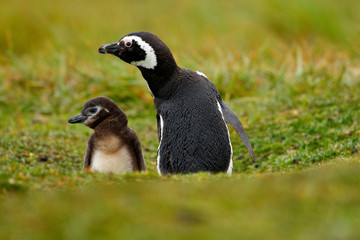 Two birds in the nesting ground hole, baby with mother, Magellanic penguin, Spheniscus magellanicus, nesting season, animals in the nature habitat, Argentina, South America