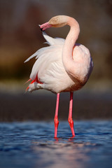 Obraz premium Nice pink big bird Greater Flamingo, Phoenicopterus ruber, in the water, Camargue, France