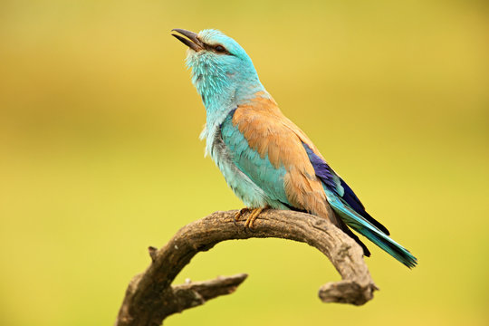 Nice colour light blue bird European Roller sitting on the branch with open bill, blurred yellow background