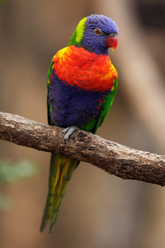 Colourful parrot Rainbow, Lorikeets Trichoglossus haematodus, sitting on the branch, Australia