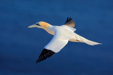 Fototapeta na wymiar Flying sea bird, Northern gannet with nesting material in the bill, with dark blue sea water in the background, Helgoland island, Germany