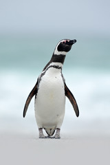 Obraz premium Magellanic penguin, Spheniscus magellanicus, on the white sand beach, ocean wave in the background, Falkland Islands