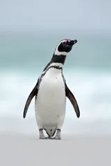 Papier Peint photo autocollant Pingouin Manchot de Magellan, Spheniscus magellanicus, sur la plage de sable blanc, vague de l& 39 océan en arrière-plan, îles Falkland