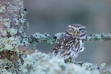 Little Owl, Athene noctua, in the autumn larch forest in central Europe, portrait of small bird in the nature habitat, Czech Republic