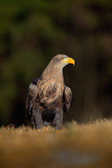 White-tailed Eagle, Haliaeetus albicilla, sitting on the meadow with nice sun light, big bird of prey, France