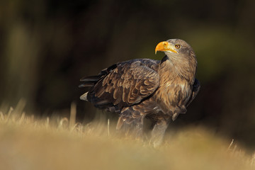 Big bird of prey White-tailed Eagle sitting on the meadow with nice sun light