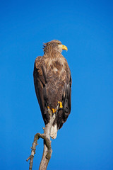 White-tailed Eagle, Haliaeetus albicilla, bird of prey with blue sky in background, Norway