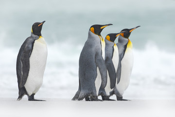 Fototapeta na wymiar Group of four King penguins, Aptenodytes patagonicus, going from white snow to sea, Falkland Islands