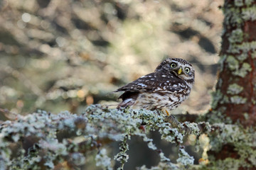 Small Boreal owl in the autumn larch forest in central Europe, photo with nice blurred light with rime in the background
