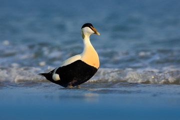 Eider, Somateria mollissima, beautiful sea bird in the dark blue sea water, Helgoland, Germany