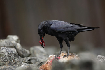 Black bird raven with dead red fox, bloody heart in beak, sitting on the stone