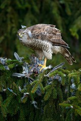 Bird of prey Goshawk kill European Jay on the green spurce tree