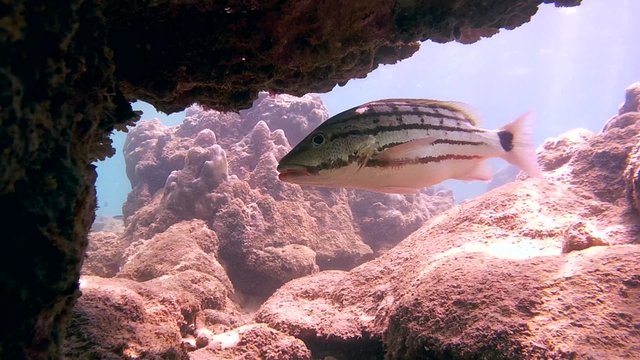 checkered snapper (Lutjanus decussatus) standing under a coral, Indian Ocean, Hikkaduwa, Sri Lanka, South Asia

