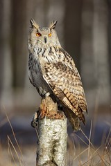 Big Eastern Siberian Eagle Owl, Bubo bubo sibiricus, sitting on tree in the forest