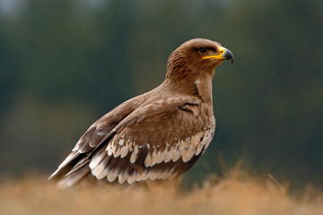 Steppe Eagle, Aquila nipalensis, bird of prey sitting in the grass on meadow, forest in background, animal in the nature habitat, Norway