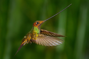 Naklejka na ściany i meble Sword-billed hummingbird, Ensifera ensifera, it is noted as the only species of bird to have a bill longer than the rest of its body, bird with longest bill, in the nature forest habitat, Ecuador