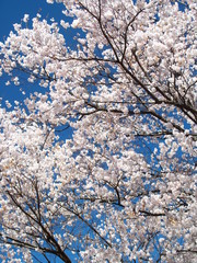満開の桜