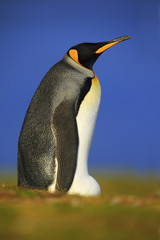 Fototapeta premium King penguin, Aptenodytes patagonicus sitting in grass with blue sky, Falkland Islands