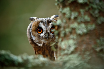 Fototapeta premium Hidden portrait Long-eared Owl with big orange eyes behind larch tree trunk