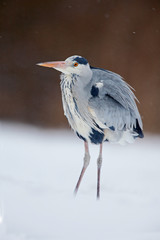 Obraz premium Grey Heron in white snow wind during cold winter