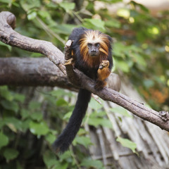 Fototapeta premium golden-headed lion tamarin