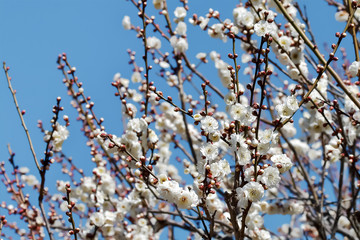 梅の花　