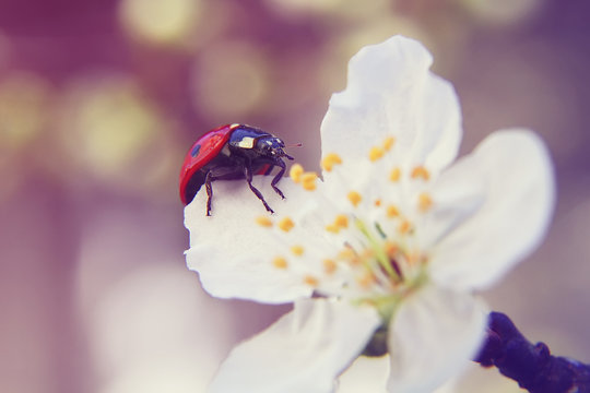 ladybug on almond blossom. Vintage colored picture . Spring season
