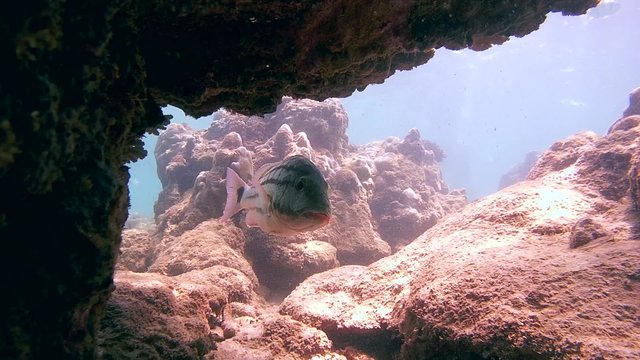 checkered snapper and angelfish standing under a coral, Indian Ocean, Hikkaduwa, Sri Lanka, South Asia
