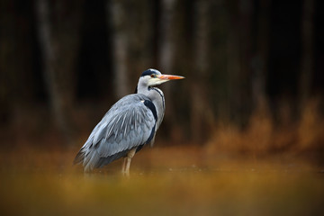 Grey Heron, Ardea cinerea, bird sitting in the green marsh grass, forest in the background, animal in the nature habitat, Norway
