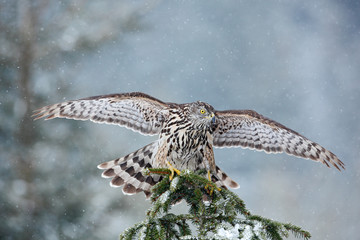 Bird of prey Northern Goshawk landing on spruce tree during winter with snow