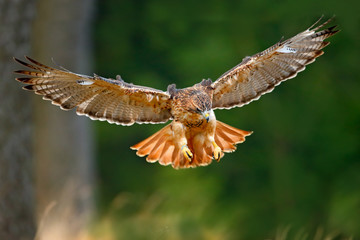 Flying bird of prey, Red-tailed hawk, Buteo jamaicensis, landing in the forest