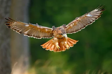 Tableau sur aluminium  Flying bird of prey, Red-tailed hawk, Buteo jamaicensis, landing in the forest  © ondrejprosicky