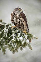 Goshawk sitting oh the spruce branch with snow flake during winter