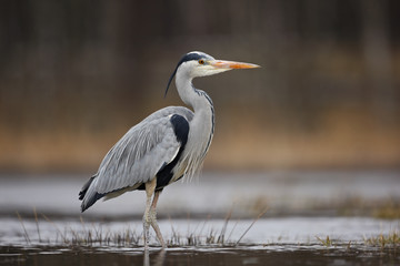 Obraz premium Grey Heron, Ardea cinerea, in water, blurred grass in background