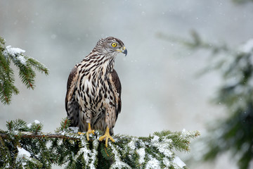 Bird of prey Northern Goshawk sitting oh the spruce branch with snow flake during winter