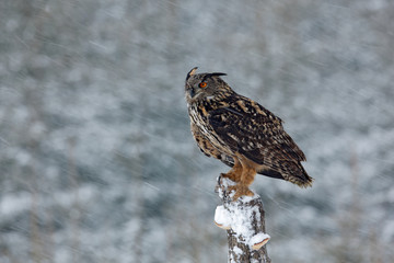 Obraz premium Big Eurasian Eagle Owl sitting on snowy stump with snow flake during winter storm with wind