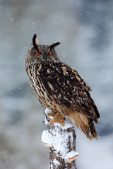 Big Eurasian Eagle Owl with snowy stump with snow flake during winter