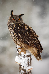Big Eurasian Eagle Owl with snowy stump with snow flake during winter
