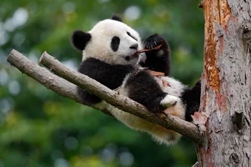 Foto auf Acrylglas Panda Liegender süßer junger Panda, der Baumrinde füttert