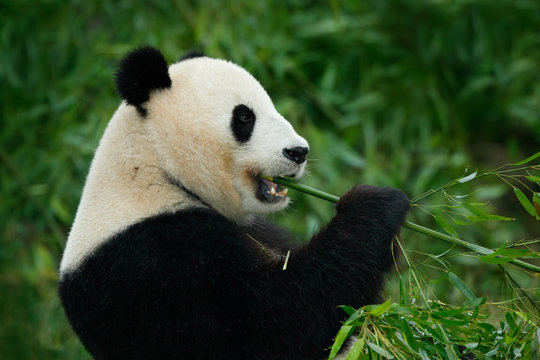 Portrait of Giant Panda feeding bamboo tree in nature habitat