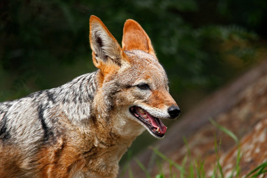 Black-Backed Jackal, Canis mesomelas mesomelas, portrait with open mouth, South Africa