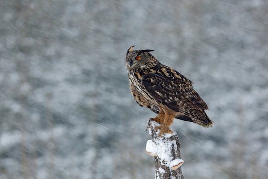 Big Eurasian Eagle Owl sitting on snowy stump with snow flake during winter storm with wind