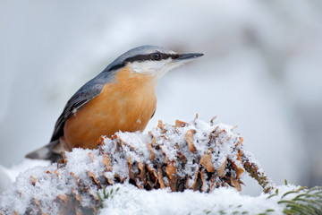Eurasian Nuthatch, Sitta europaea, cute songbird in winter scene, snow flake and nice tree cone and...