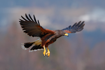 Harris Hawk, Parabuteo unicinctus, bird of prey in flight, in habitat © ondrejprosicky