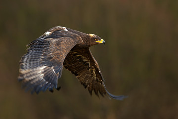 Flying dark brawn bird of prey Steppe Eagle (Aquila nipalensis) with large wingspan